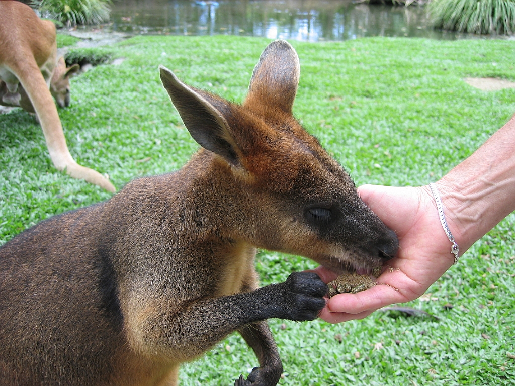113 Port Douglas Wildlife Habitat.jpg